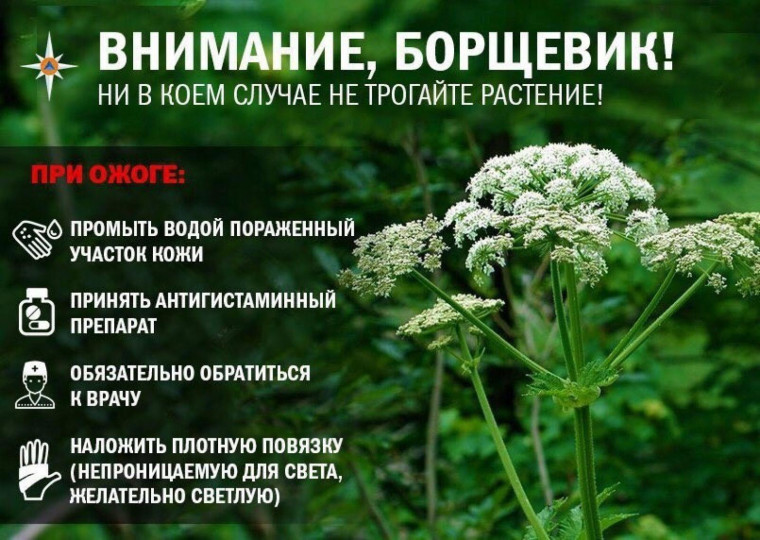 5 способов избавиться от борщевика на участке.. 5 способов избавиться от борщевика на участке..
